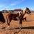 6 Horses 2 1/2 years to 15 yesrs 4 thumbnail
