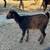 Baby Mini Nigerian Pygmy Goats 18 thumbnail