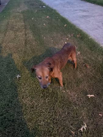 Found dog 1