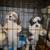 Shih-Tzu Puppies 5 thumbnail