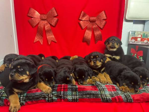 Rottweiler puppies 1