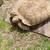 Ivory Sulcata  tortoise 2 thumbnail