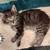 KITTEN 3 thumbnail