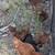 5 chicken flock 2 thumbnail