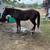 Horse Training/Breaking 3 thumbnail