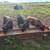 Dexter Cattle 15 thumbnail