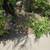 Yard drains/ roof drains/ sewer drains jetted 9 thumbnail