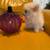 Teacup size Pom for Sale 8 thumbnail