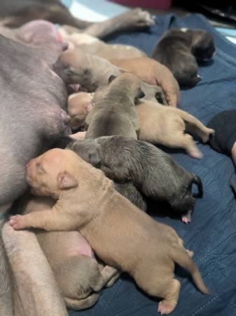 Bull Mastiff y XL Bully (Fort Lupton)63753506977665120