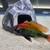 Ruby Green Haplochromis Cichlid - African Cichlid 1 thumbnail