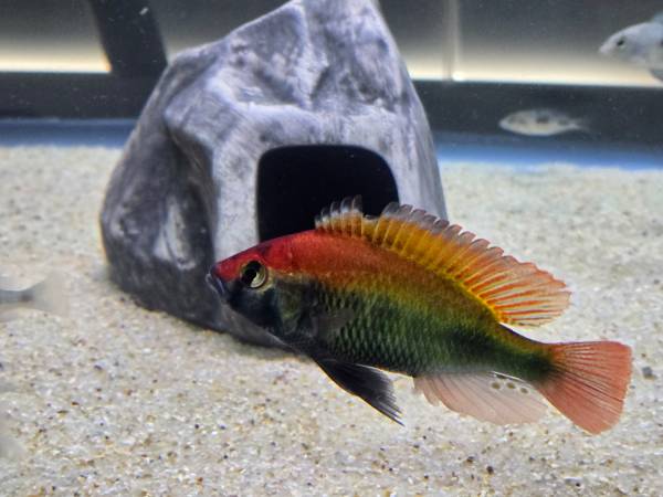 Ruby Green Haplochromis Cichlid - African Cichlid 1