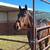 AQHA 2022 Bay Gelding  off track  prospect etc. 4 thumbnail