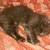 Four Kittens Ready for Forever Home!! 7 thumbnail