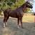 Gelding 2 thumbnail