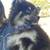 Pomsky seeking new home 5 thumbnail