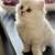 Purebred British longhair kittens 3 thumbnail