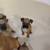 Boxer puppies 3 thumbnail