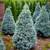BALLED AND BURLAP EVERGREENS- ARBORVITAES- SHADE TREES AND MORE (SALE) 15 thumbnail