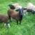 Available Soon-Five Katahdin/Dorper cross Commercial Ram Lambs 1 thumbnail
