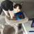 Female cat 1 thumbnail