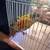 Green cheek conures 4 thumbnail