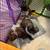 Shih Tzu pups rehoming 2 females 11 thumbnail