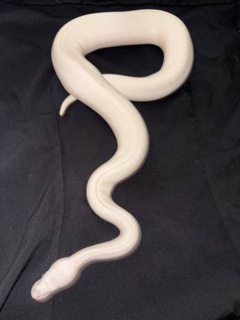 BEL Ball Python63860184600833122