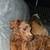 Mini Aussiedoodle 2 thumbnail