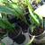 Cast Iron Plants 4 thumbnail