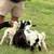 Goats ND 6 thumbnail