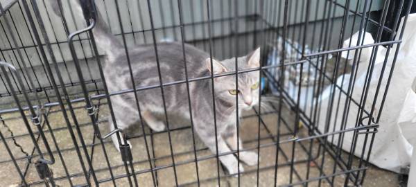 Abandoned cat (McMinnville)63916333655682120