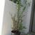 Potted Plant, 47" tall 4 thumbnail