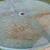 Table! sage green 1 thumbnail