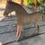 Antique cast iron horse 1 thumbnail