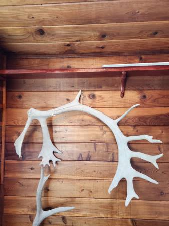 Caribou Antler 3 Feet 6 Inches X 30 Inches 1