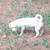 Dogs & puppies needing to rehome 3 thumbnail
