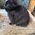 Rabbits 7 thumbnail