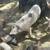 Pigs for sale /puercos de venta 1 thumbnail