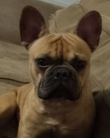 Frenchie (San Tan Valley)63967146656003122