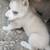 Husky puppy girls 11 thumbnail