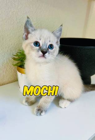 Gatito siamés necesita reubicación (North Summerlin)63860183171203120