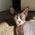 Sphynx cat 8 thumbnail