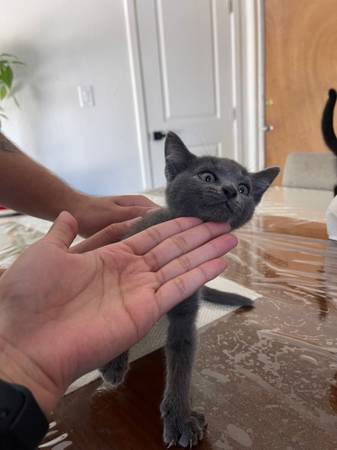 gatitos (Farmersville)63873027714307120