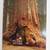 Vintage Calendar & Postcards --- California Redwoods 6 thumbnail