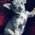 Chi female chihuahua 1 thumbnail