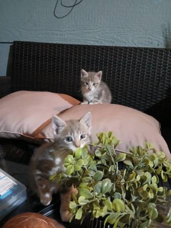 Kittens for adoption (richmond / point / annex)63995016839555122