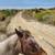 Horses Available for Lease 2 thumbnail