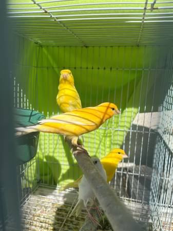 Canaries (Salinas)64009562901377123