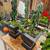 Garden - Plants - Cactus - Succulents for Sale! 21 thumbnail