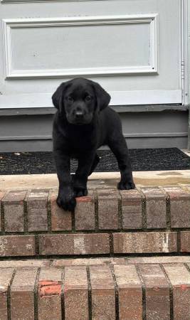 Lab puppy (Anniston)63483242053633120